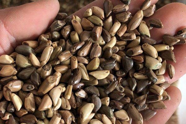 墨西哥玉米草每亩需多少种子,墨西哥玉米草种子几月份种植