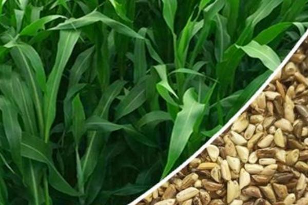 墨西哥玉米草每亩需多少种子,墨西哥玉米草种子几月份种植