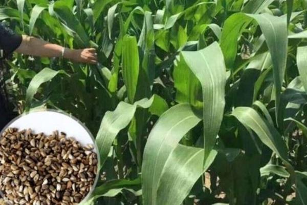 墨西哥玉米草每亩需多少种子,墨西哥玉米草种子几月份种植