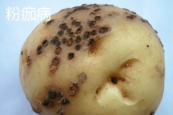 土豆病虫害有哪些,分别如何防治