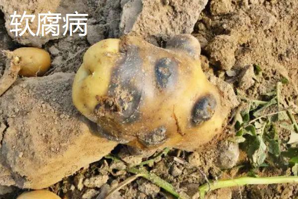 土豆病虫害有哪些,分别如何防治