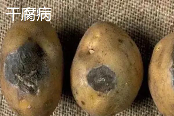 土豆病虫害有哪些,分别如何防治