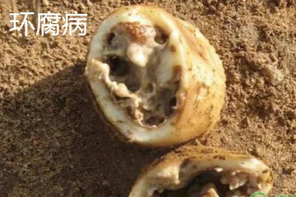 土豆病虫害有哪些,分别如何防治