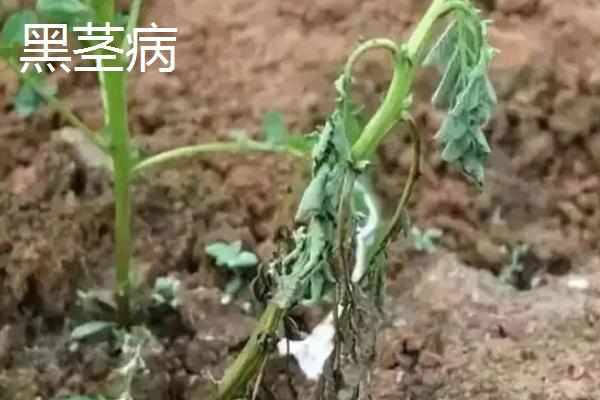 土豆病虫害有哪些,分别如何防治