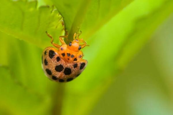 土豆病虫害有哪些,分别如何防治
