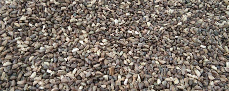 墨西哥玉米草每亩需多少种子,墨西哥玉米草种子几月份种植