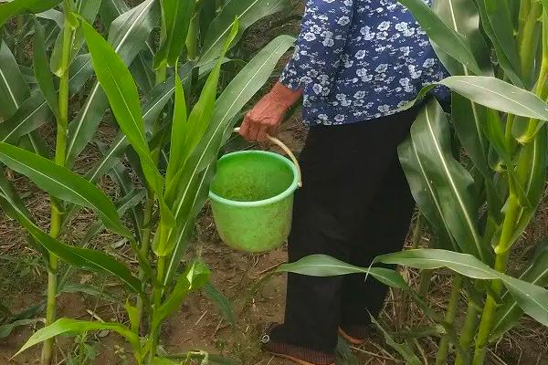 种植玉米怎么施底肥,玉米为什么会长杈子