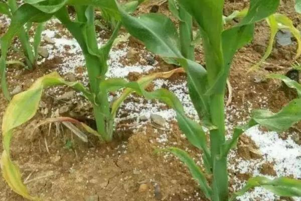 种植玉米怎么施底肥,玉米为什么会长杈子