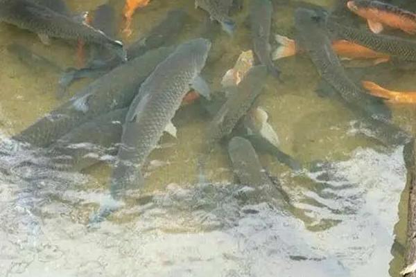 草鱼不吃食怎样解决,草鱼和鲫鱼可以混养吗