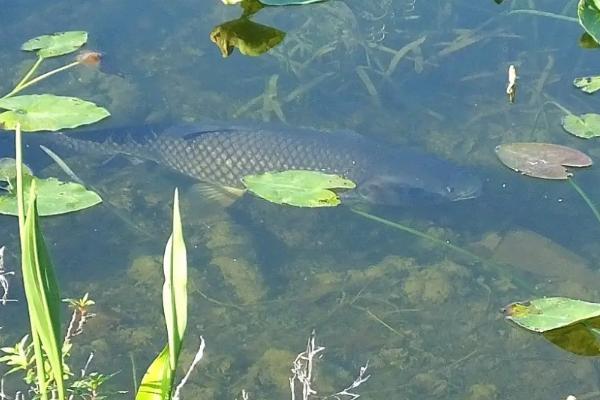 草鱼不吃食怎样解决,草鱼和鲫鱼可以混养吗