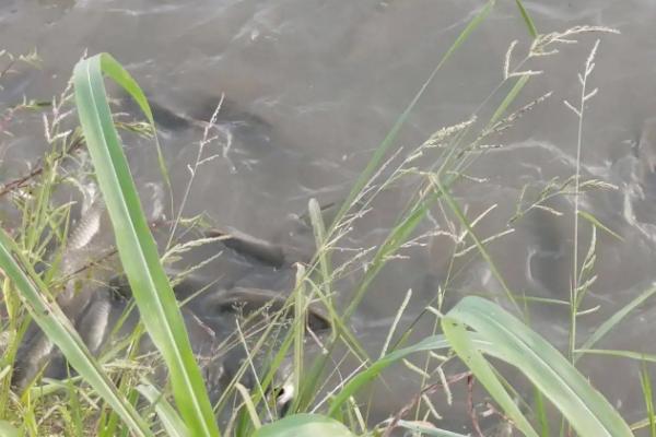 草鱼不吃食怎样解决,草鱼和鲫鱼可以混养吗