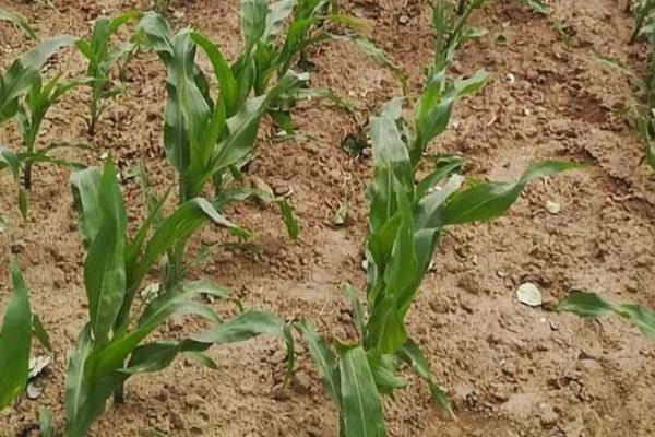 3月份可以种植玉米吗,种玉米需要施什么肥