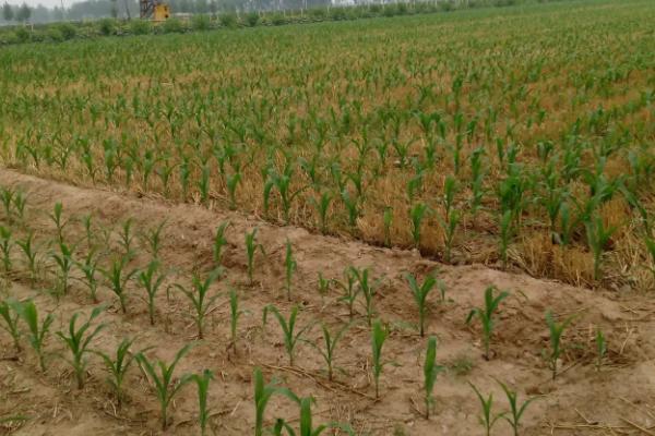 3月份可以种植玉米吗,种玉米需要施什么肥