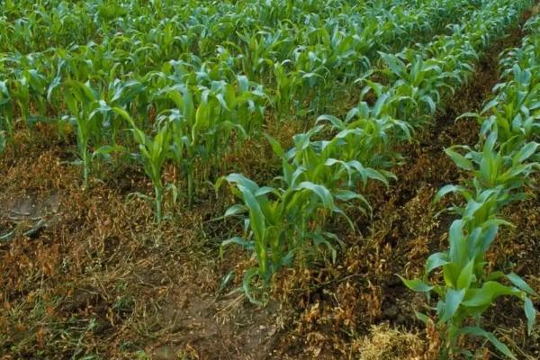 3月份可以种植玉米吗,种玉米需要施什么肥