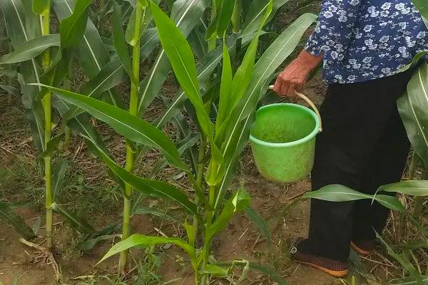 3月份可以种植玉米吗,种玉米需要施什么肥