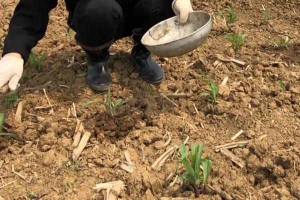 3月份可以种植玉米吗,种玉米需要施什么肥