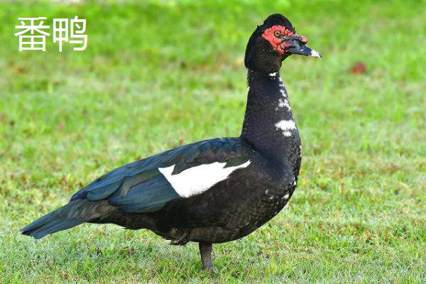 番鸭怎么分公母，番鸭和半番鸭有什么区别