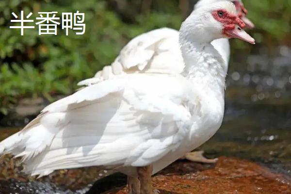 番鸭怎么分公母，番鸭和半番鸭有什么区别