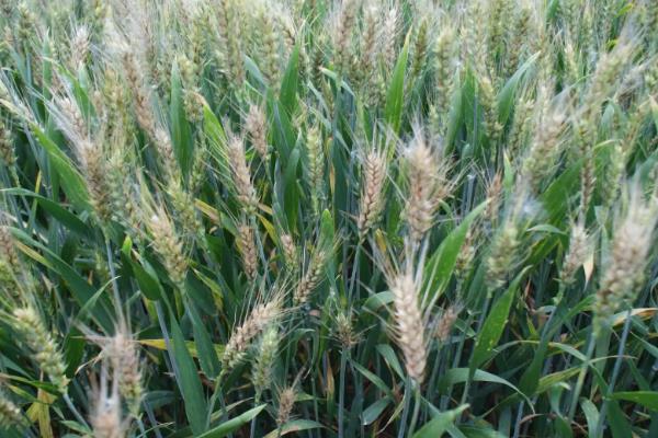 小麦赤霉病防治最佳时期,小麦赤霉病的发病原因