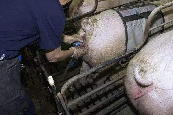 母猪人工授精正确方法，受精后流出来了是没配好吗