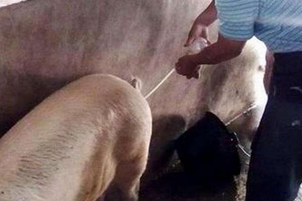 母猪人工授精正确方法，受精后流出来了是没配好吗