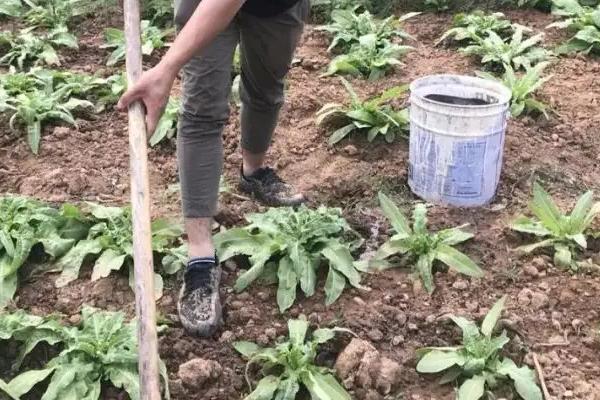 莴笋施什么肥长得粗壮,附莴笋的种植方法
