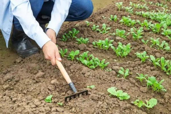 莴笋施什么肥长得粗壮,附莴笋的种植方法