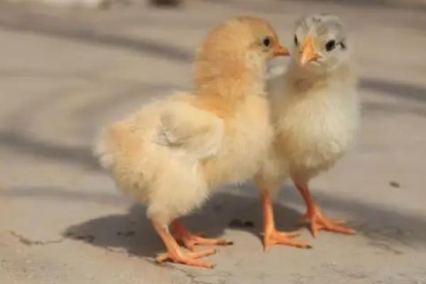 小鸡一天吃多少饲料，小鸡吃石子是什么原因