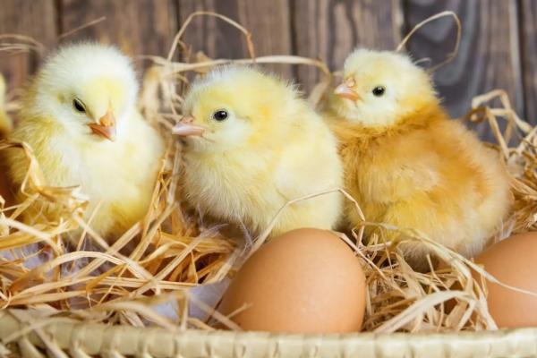 小鸡一天吃多少饲料，小鸡吃石子是什么原因