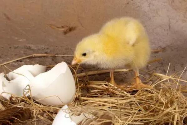 小鸡一天吃多少饲料，小鸡吃石子是什么原因