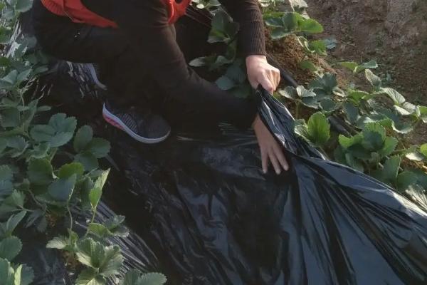 种草莓时覆盖地膜有什么作用,覆盖地膜的方法和要求