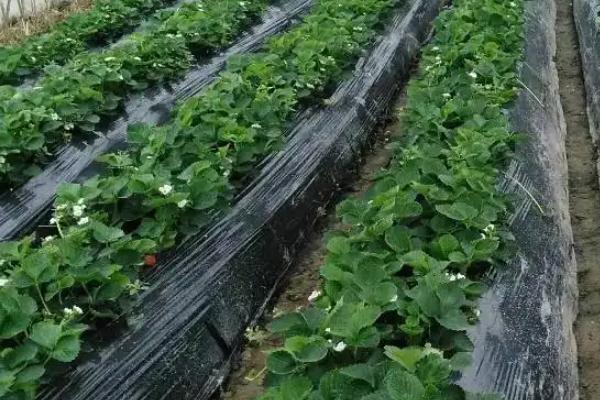 种草莓时覆盖地膜有什么作用,覆盖地膜的方法和要求