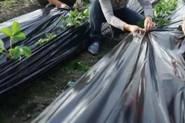 种草莓时覆盖地膜有什么作用,覆盖地膜的方法和要求