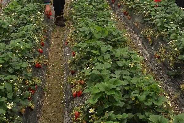 种草莓时覆盖地膜有什么作用,覆盖地膜的方法和要求