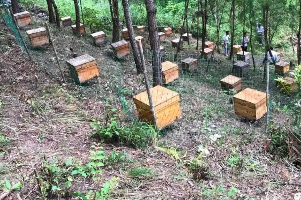 蜜蜂养殖基本技术