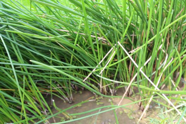 马蹄种植技术,马蹄一般在什么时候收获