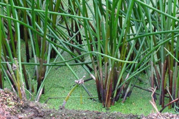 马蹄种植技术,马蹄一般在什么时候收获