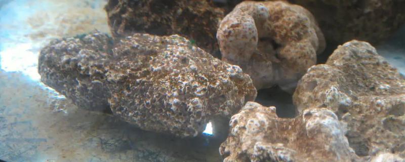 硝化细菌需要光照吗，硝化细菌的使用方法