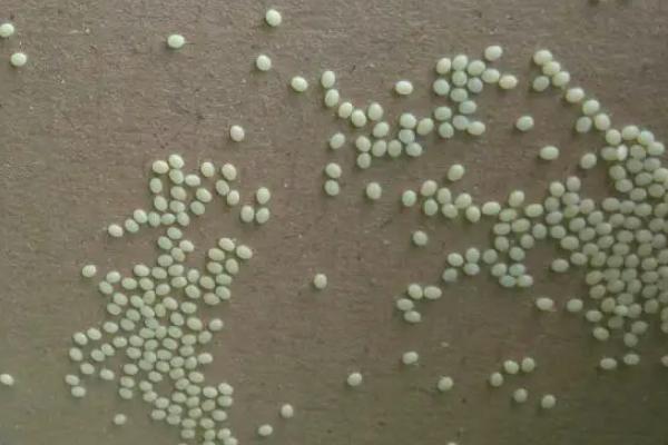 蚕卵怎么孵化更快，蚕卵当年的能二次出蚕吗