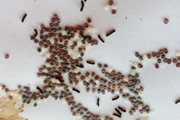 蚕卵怎么孵化更快，蚕卵当年的能二次出蚕吗