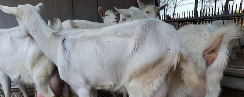 公羊不配羊是怎么回事,如何治疗