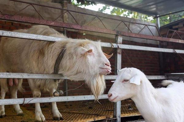 公羊不配羊是怎么回事,如何治疗