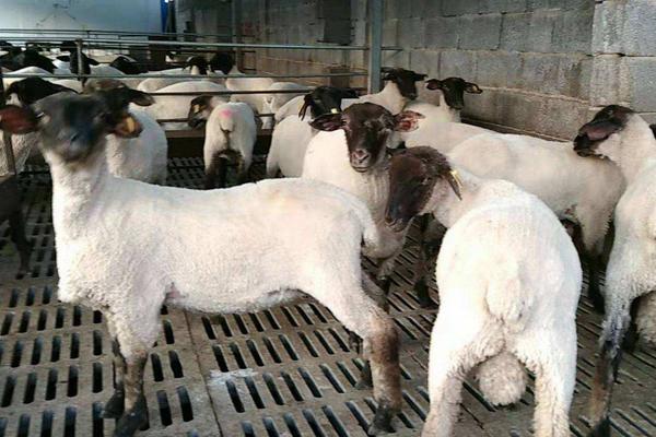 公羊不配羊是怎么回事,如何治疗