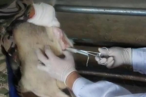 公羊不配羊是怎么回事,如何治疗