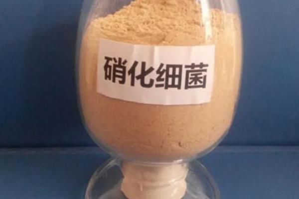 硝化细菌需要光照吗，硝化细菌的使用方法