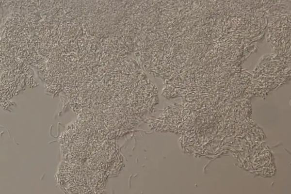 硝化细菌需要光照吗，硝化细菌的使用方法