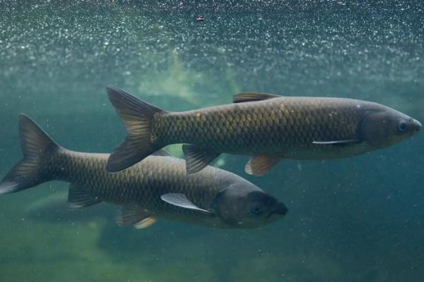 青鱼生长速度，青鱼和草鱼的区别