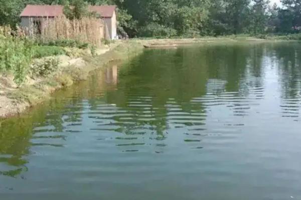 大口鲶鱼养殖技术