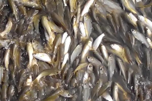 大口鲶鱼养殖技术