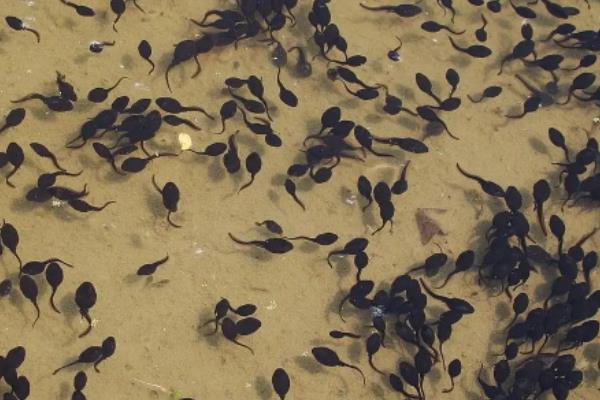 牛蛙是蝌蚪变的吗,牛蛙一般以什么为食